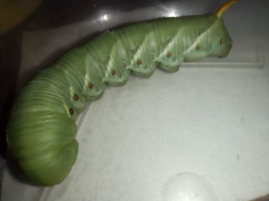 Agrius convolvuli - szulákszender