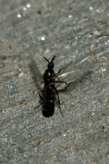 Scatopsidae - lapospotrohú muslicák