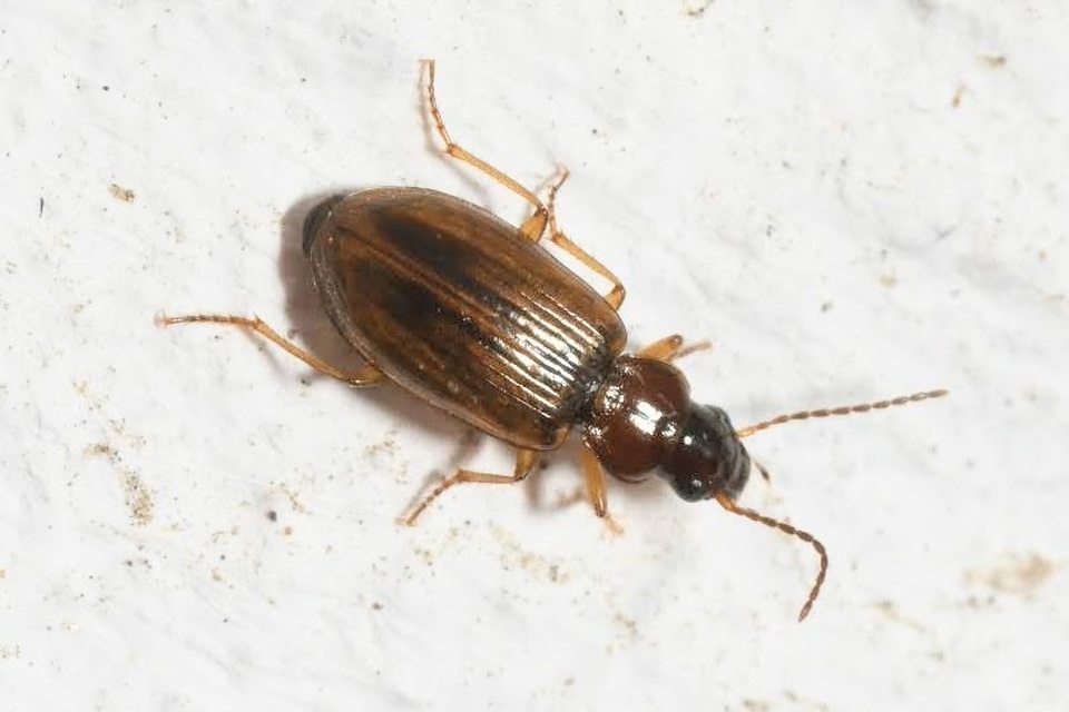 Dicheirotrichus rufithorax - közönséges szőrösfutó