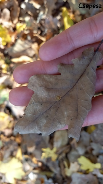 Neuroterus