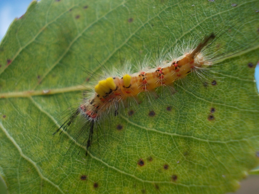 Orgyia antiqua - rozsdabarna kisszövő