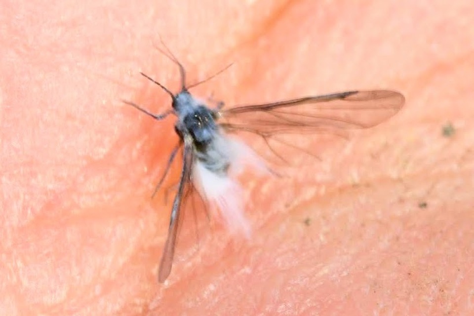 Eriosoma