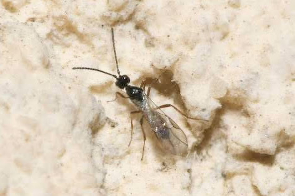 Braconidae - gyilkosfürkészek