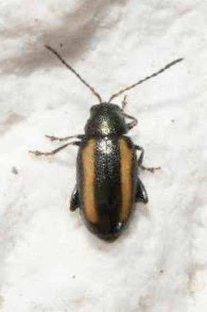Phyllotreta vittula - muharbolha