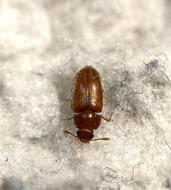 Typhaea stercorea - egyszínű gombabogár