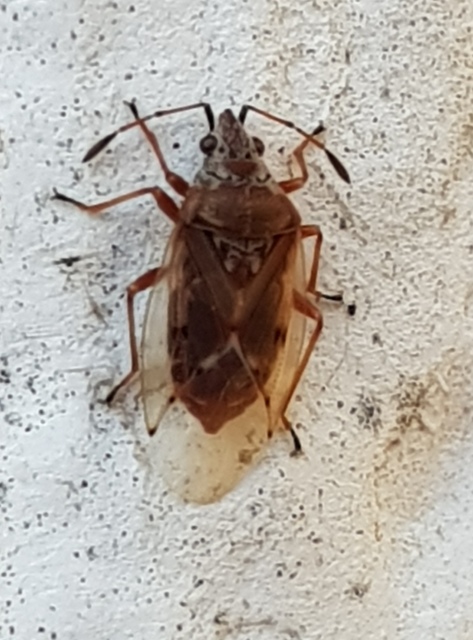 Kleidocerys resedae - nyírbodobács