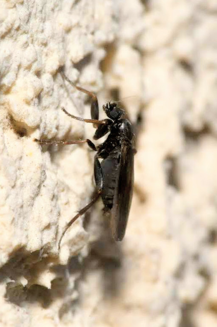 Phoridae - púposlégyfélék