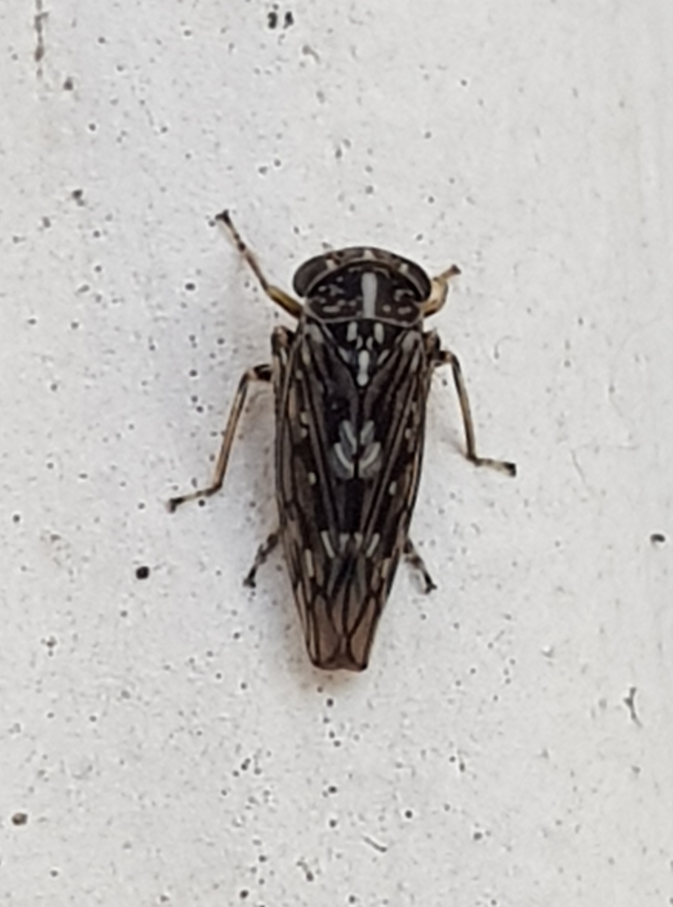 Stenidiocerus poecilus