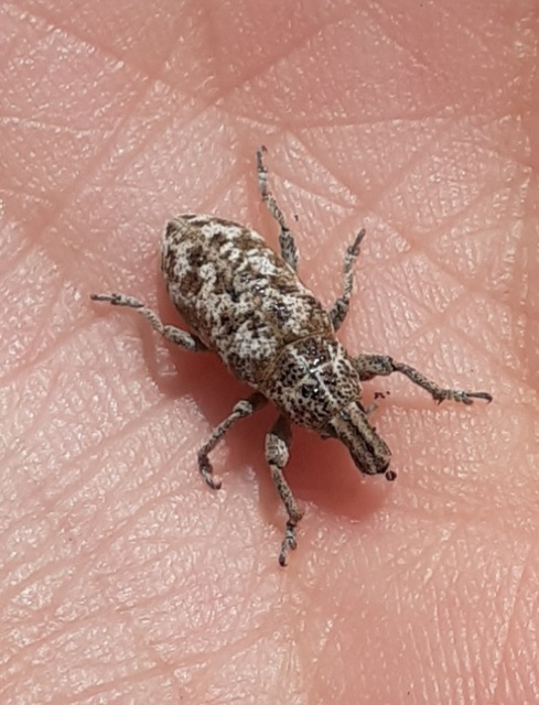 Cyphocleonus dealbatus - márványos barkó