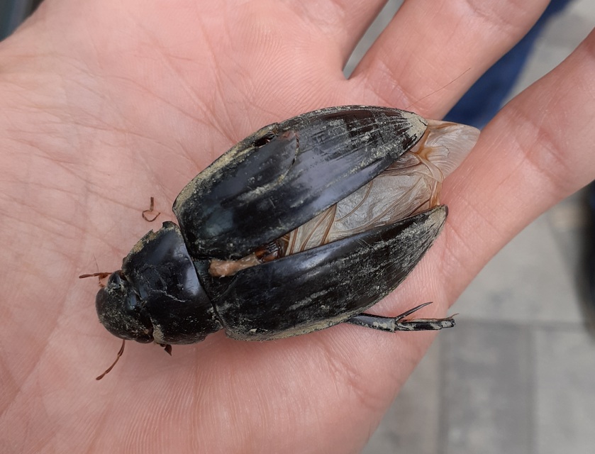 Hydrophilus piceus - közönséges óriáscsibor