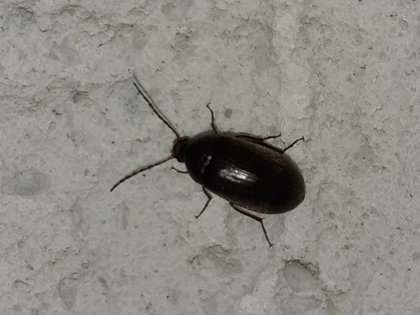 Hymenalia rufipes - rőtlábú alkonybogár