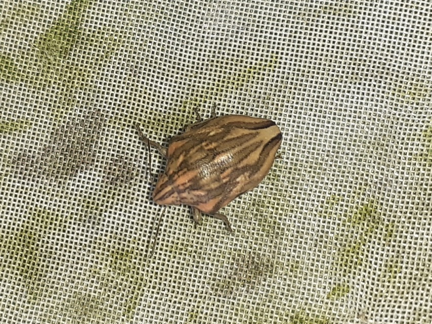 Odontotarsus purpureolineatus - tarka pajzsospoloska