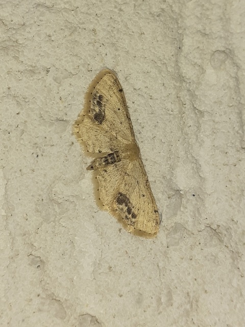 Idaea dimidiata - gyakori apróaraszoló