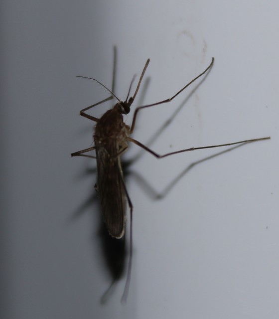 Culicidae - csípőszúnyogok