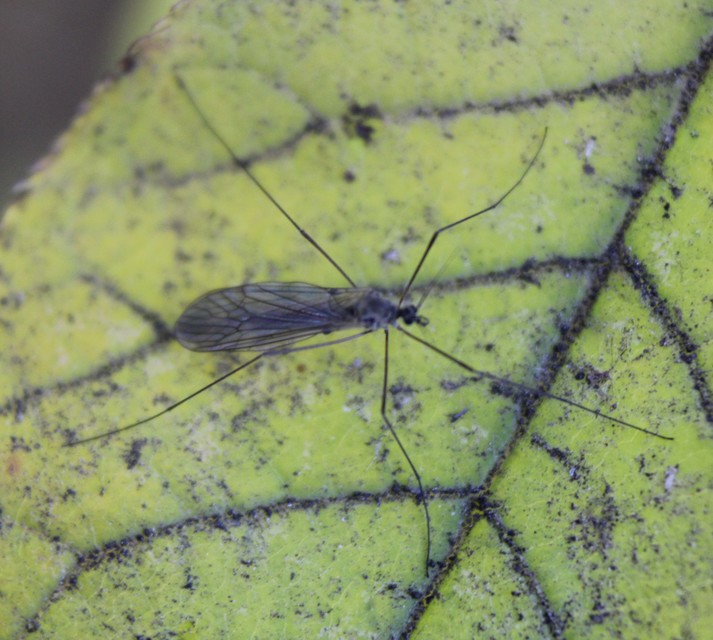 Trichocera