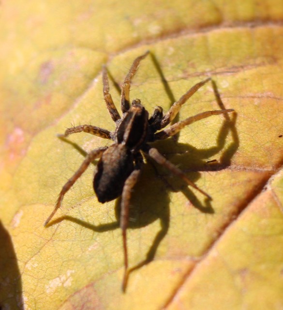 Pardosa