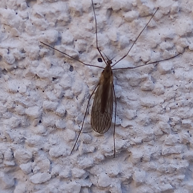 Trichocera
