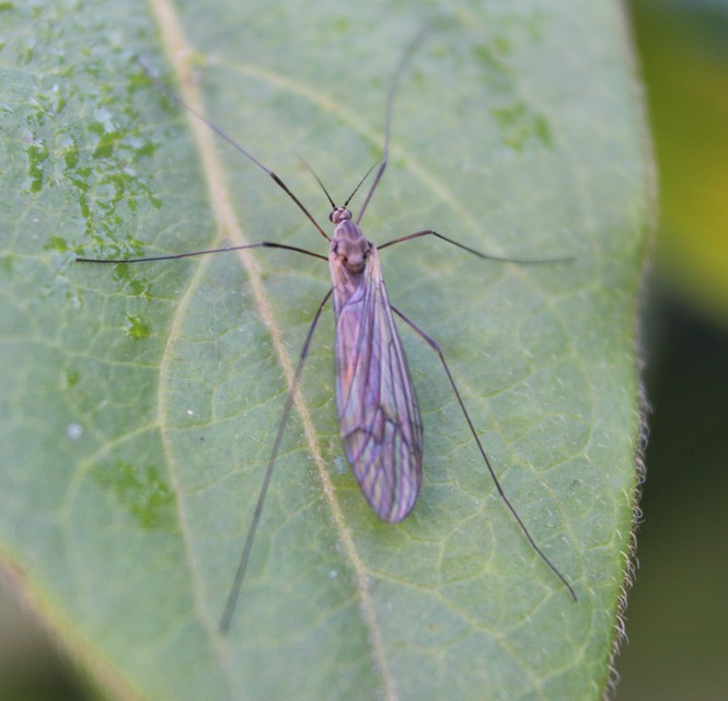 Trichocera