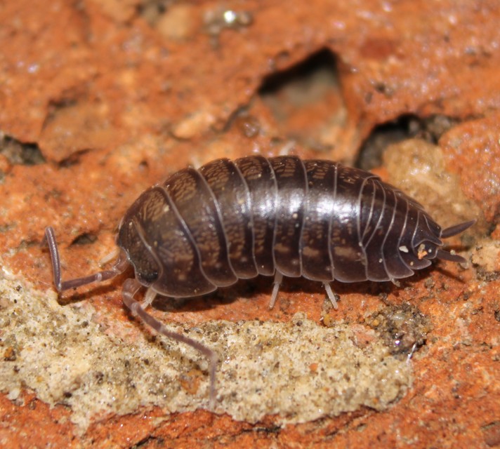 Cylisticus convexus - álgömbászka