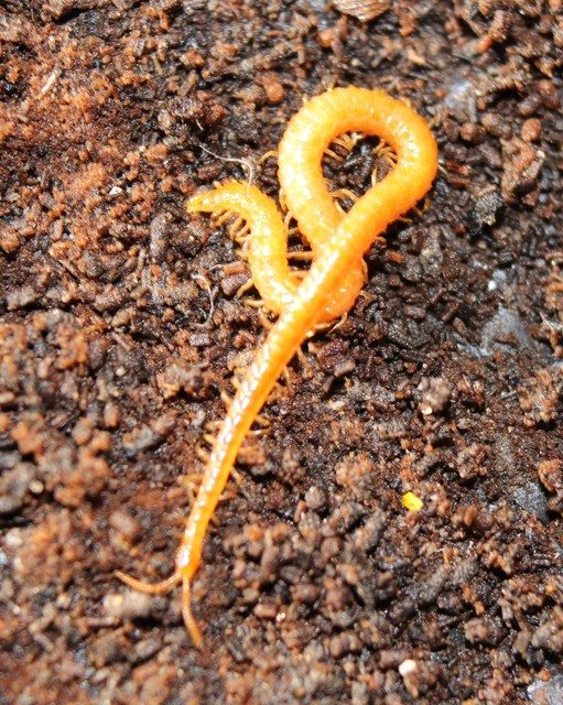 Geophilidae