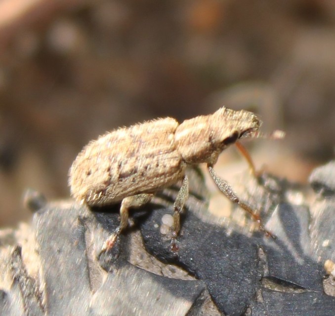 Sitona macularius - borsó-csipkézőbogár