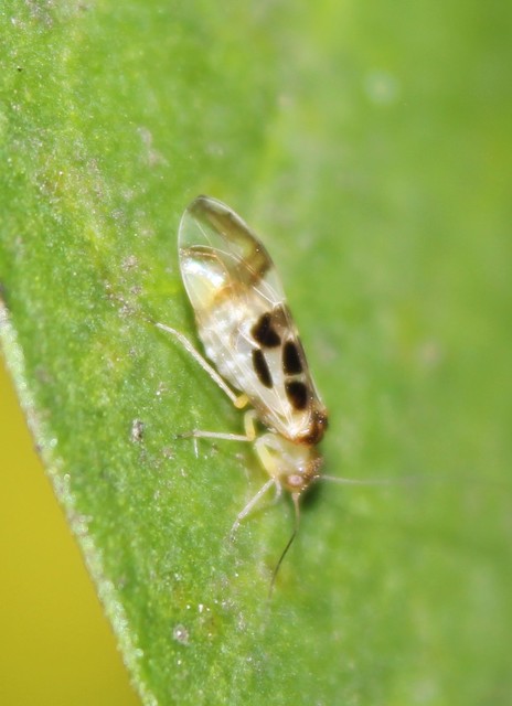 Graphopsocus cruciatus