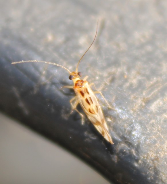 Graphopsocus cruciatus