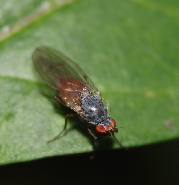 Minettia