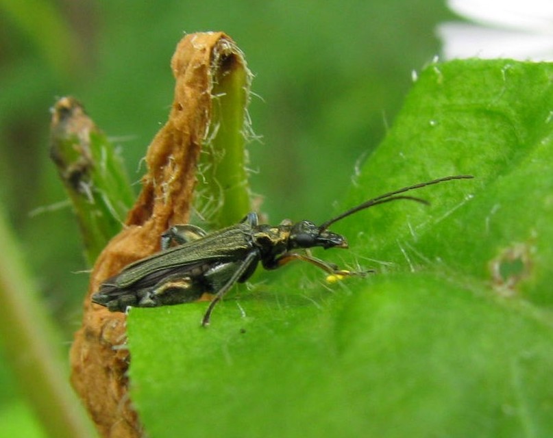 Oedemera flavipes - sárgalábú álcincér Oedemera flavipes - sárgalábú álcincér
