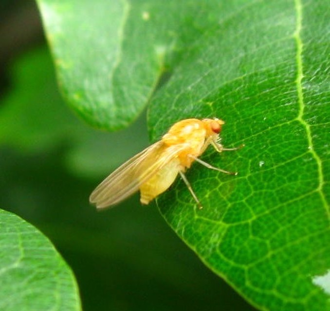 Lauxaniidae - pudvalegyek