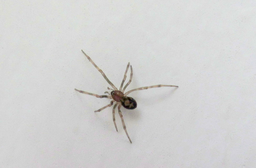 Steatoda triangulosa - háromszöges faggyúpók