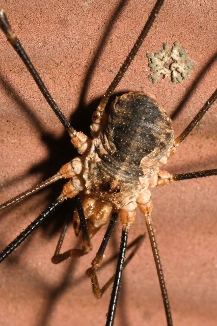 Phalangium opilio