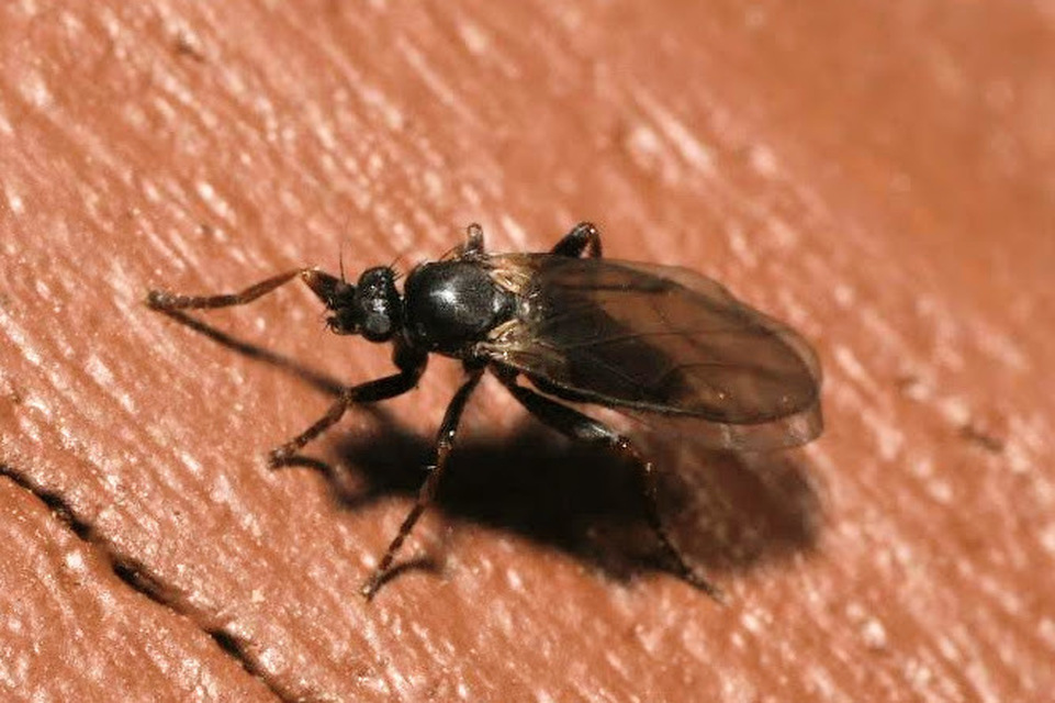 Phoridae - púposlégyfélék