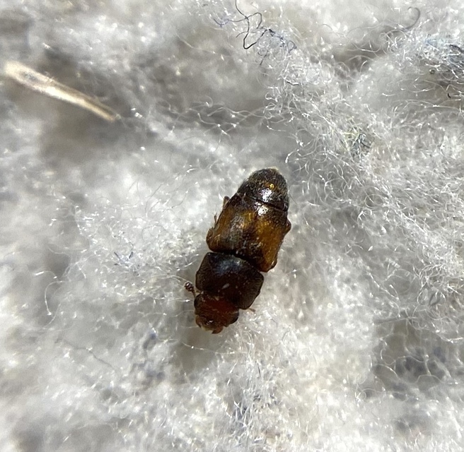 Carpophilus dimidiatus
