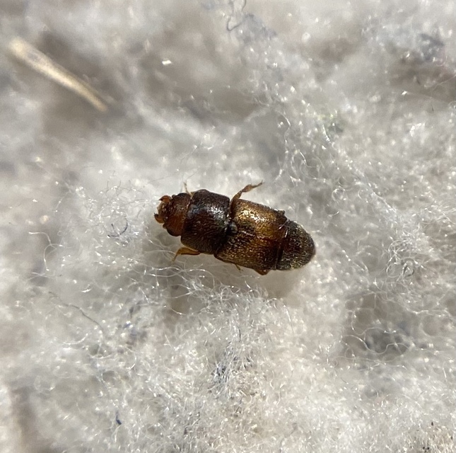 Carpophilus dimidiatus
