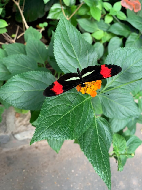 Heliconius erato