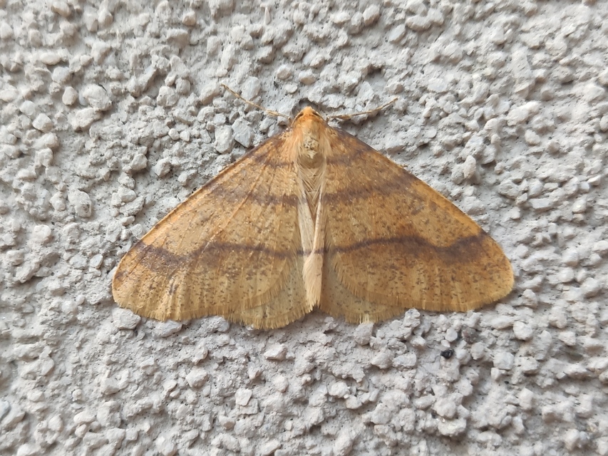 Agriopis aurantiaria - aranysárga téliaraszoló