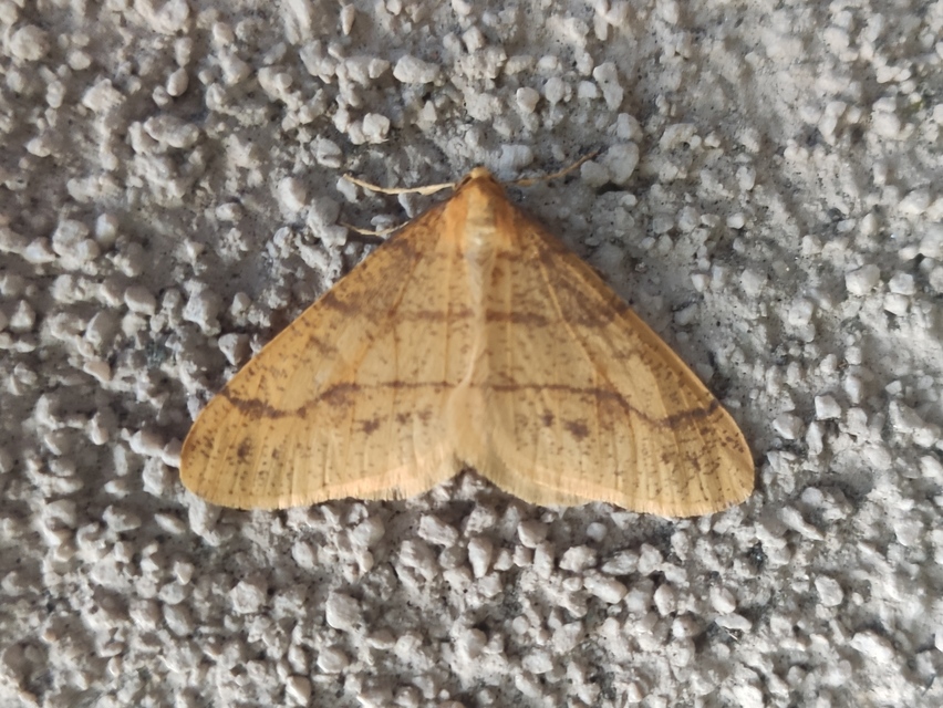 Agriopis aurantiaria - aranysárga téliaraszoló