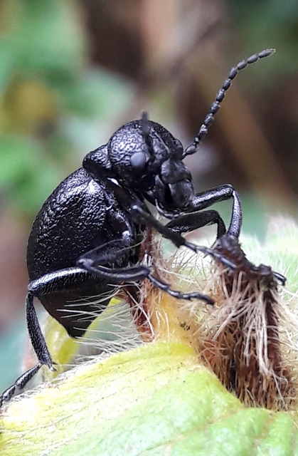 Meloe rugosus - ráncos nünüke