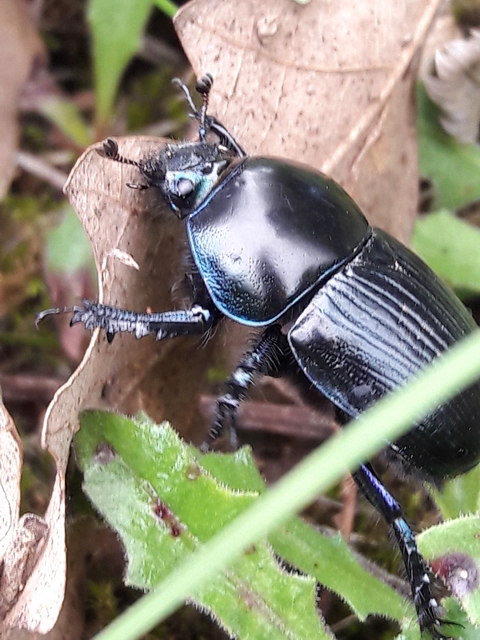 Geotrupes spiniger - közönséges álganéjtúró