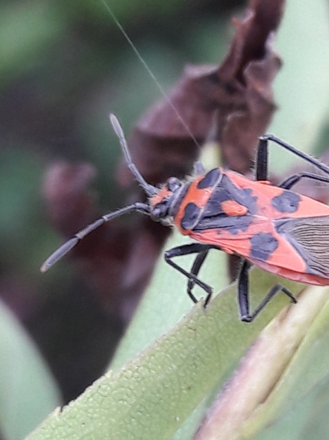 Corizus hyoscyami - piros karimáspoloska
