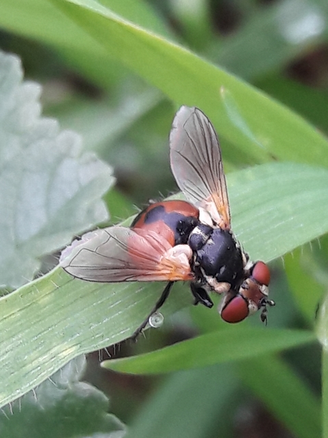Gymnosoma