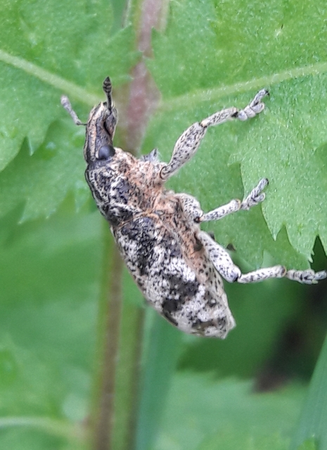 Cyphocleonus dealbatus - márványos barkó