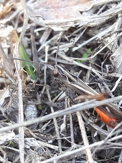 Omocestus rufipes - vöröshasú tarlósáska