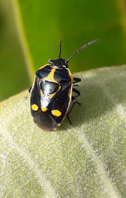 Eurydema oleracea - paréjpoloska Eurydema oleracea - paréjpoloska