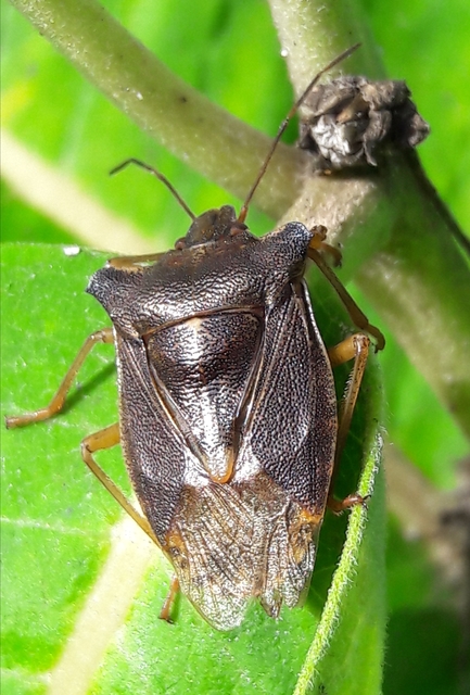 Pentatoma rufipes - vöröslábú címerespoloska Pentatoma rufipes - vöröslábú címerespoloska
