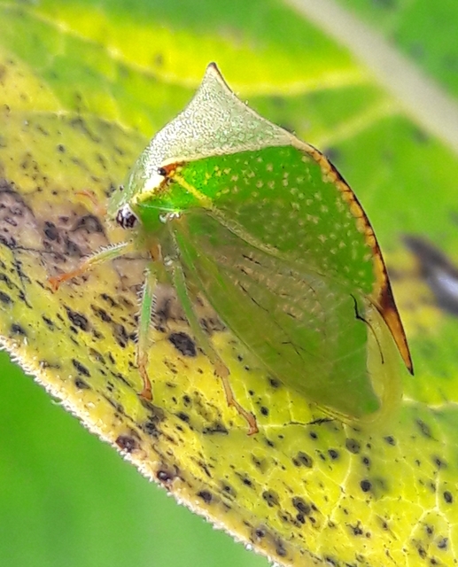Stictocephala bisonia - bivalykabóca
