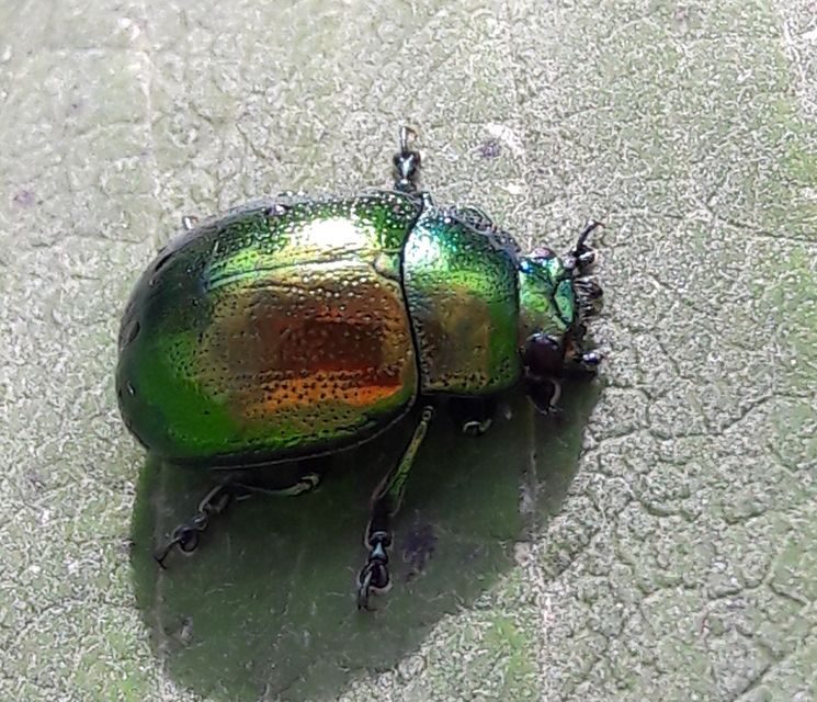 Chrysolina herbacea - zöld mentalevelész
