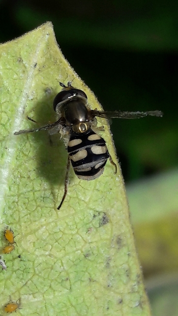 Eupeodes
