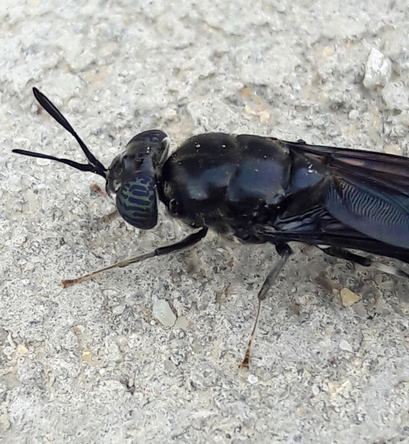 Hermetia illucens